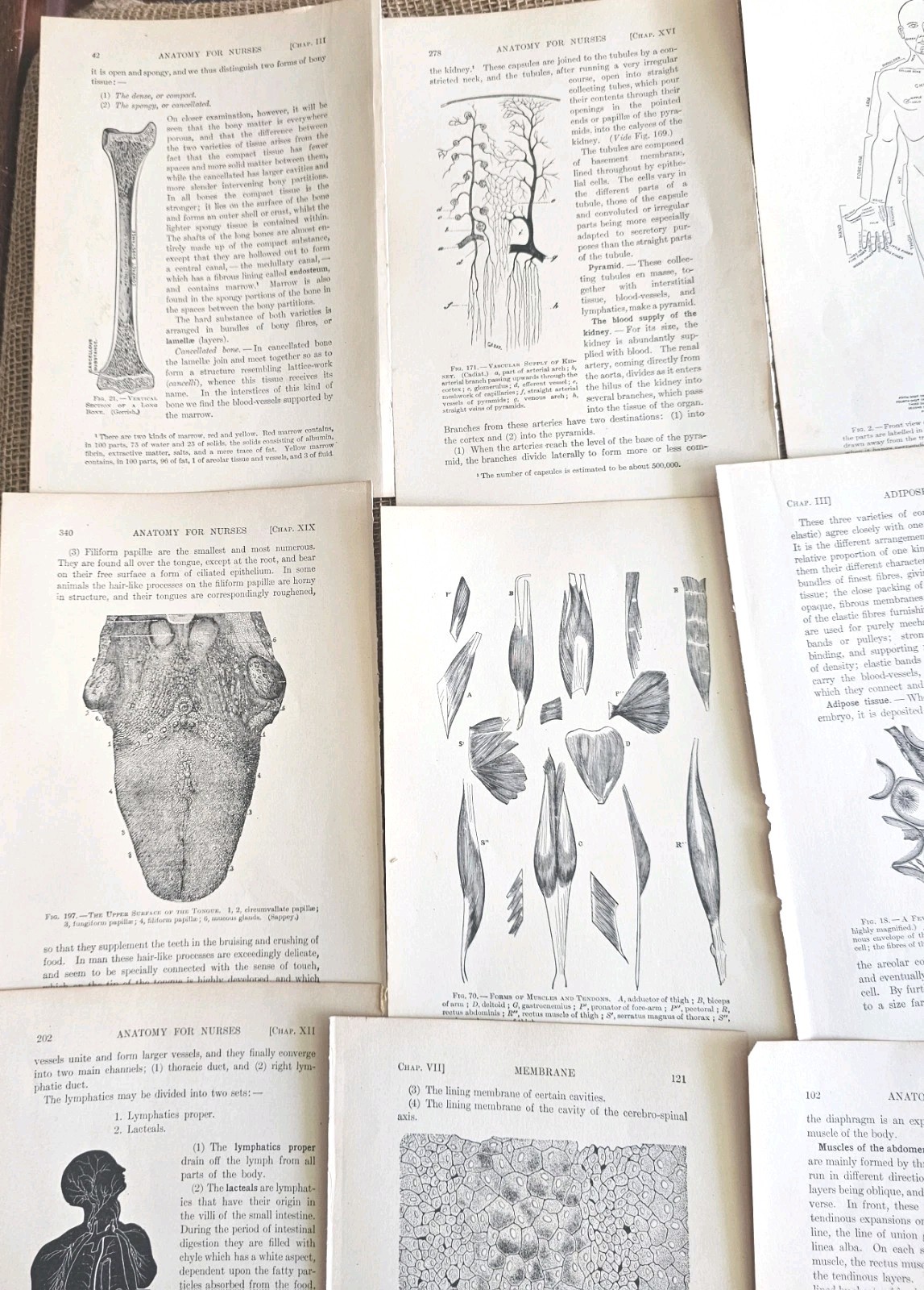 1913 Anatomy Medical Pages Diagrams 14 Pages 6″x8.5″