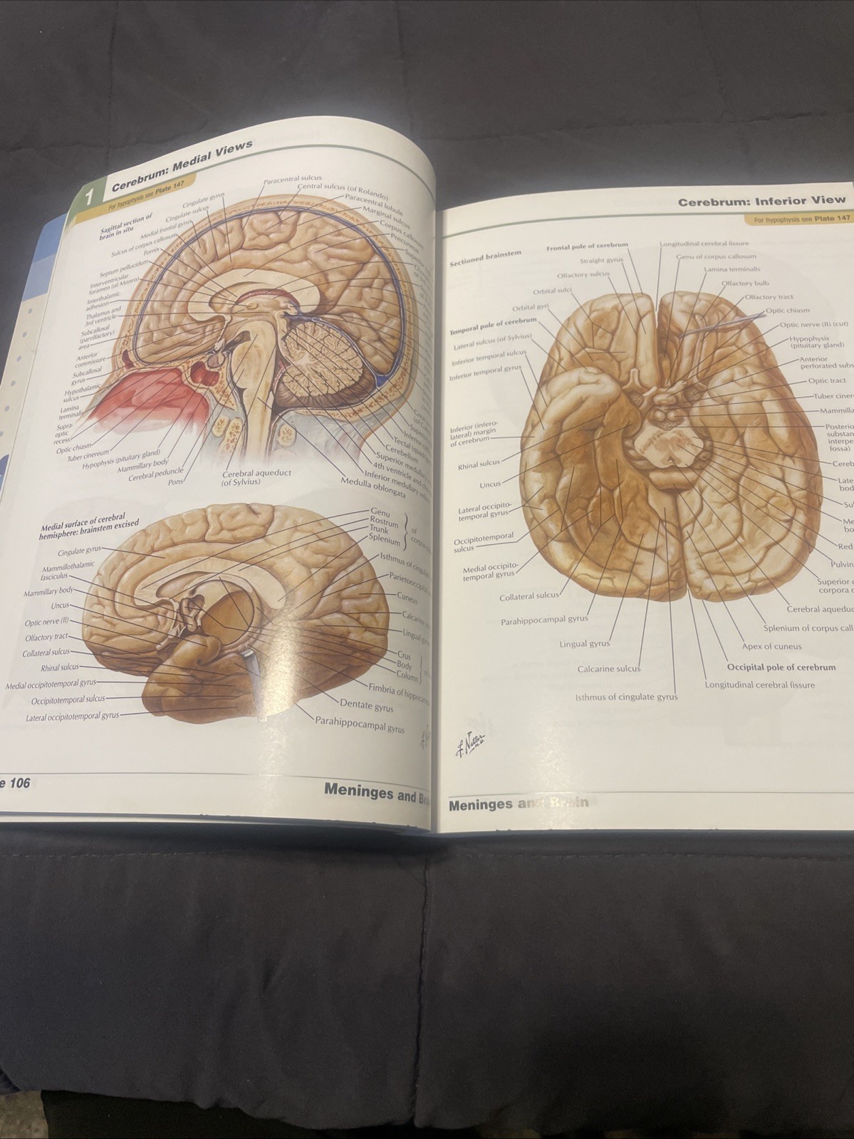 Netter Basic Science Ser.: Human Anatomy by Frank H. Netter (2006, Perfect,…