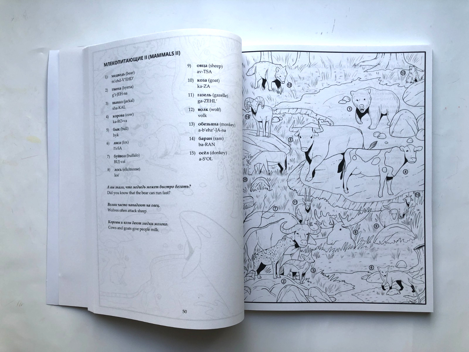 Russian Picture Dictionary Coloring Book Lingo Mastery 2022